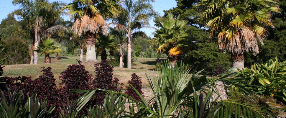 Palm Garden at the Auckland Botanic Gardens