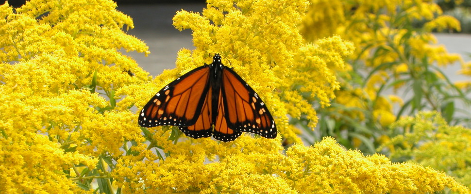 Perennials - Monarch butterfly on Goldenrod at the Auckland Botanic Gardens