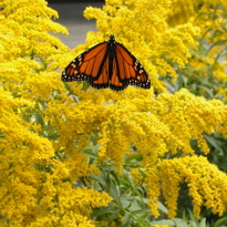 Perennials Gardenimage