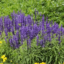 Salvia 'Victoria' at the Auckland Botanic Gardens