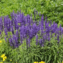 Salvia 'Victoria' at the Auckland Botanic Gardens