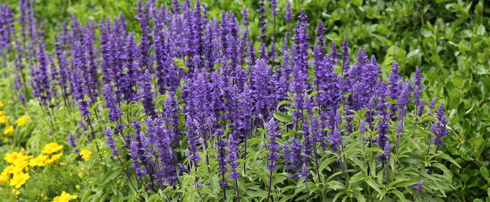 Salvia 'Victoria' at the Auckland Botanic Gardens