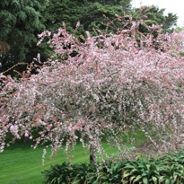 Urban Trees Garden at the Auckland Botanic Gardens