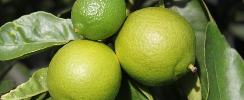 Orchard Citrus Lime Bearrs