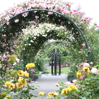 Rose Garden at Auckland Botanic Gardens