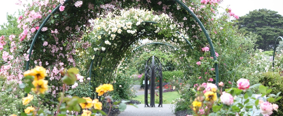 Rose Garden at Auckland Botanic Gardens