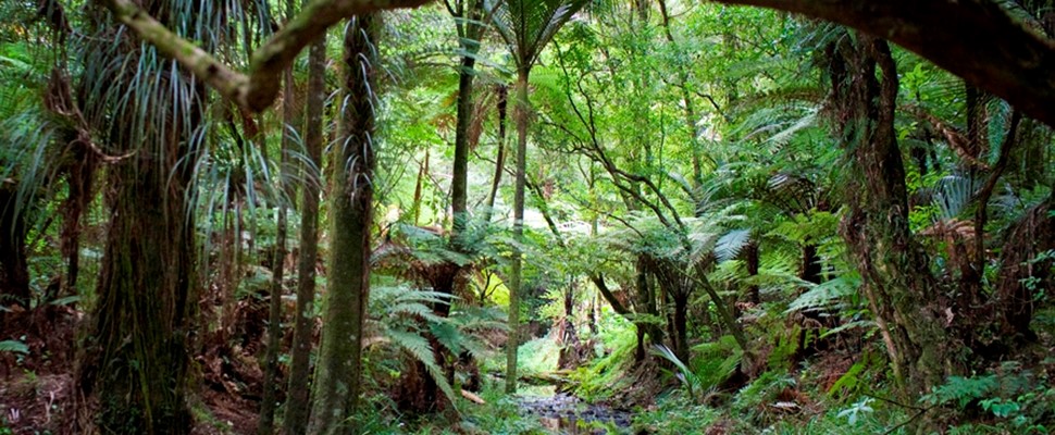 Totara Park Native Forest | Auckland Botanic Gardens
