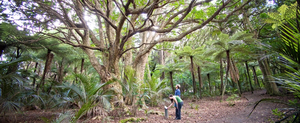 Our native forest