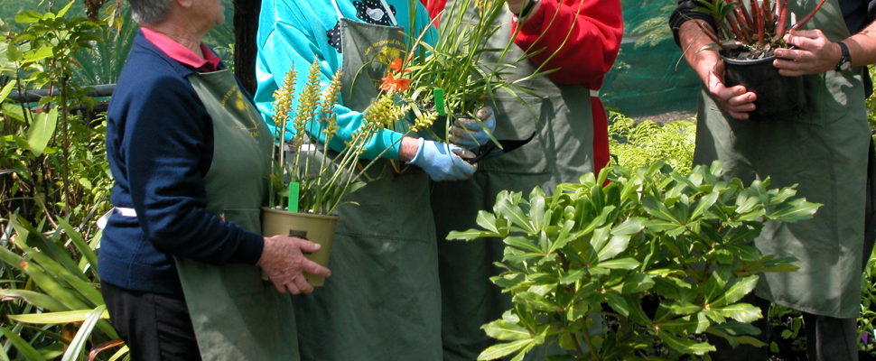 Growing Friends plant sales