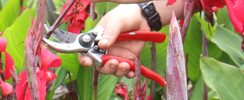 Deadheading canna