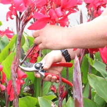 Deadheading canna