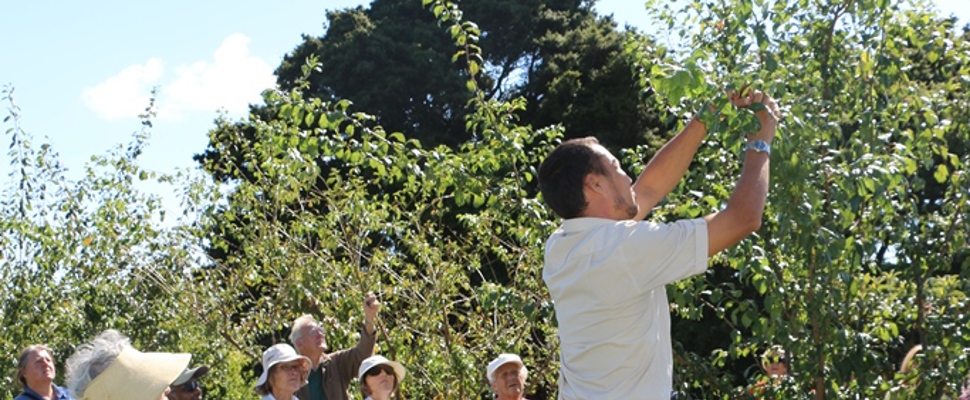 Summer pruning with Jeff