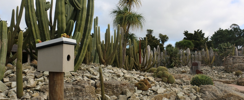 In the desert, Potter Children's Garden