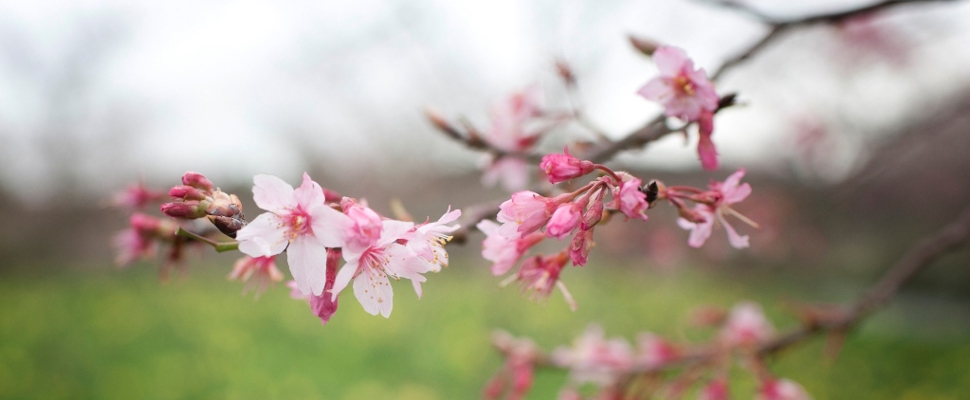 Spring Blossom Valley