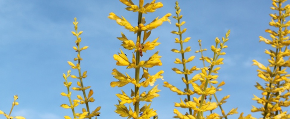 Salvia madrensis