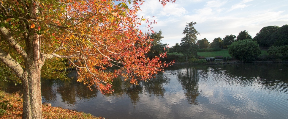 Autumn lake