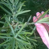 Podocarpus macrophyllus var. maki