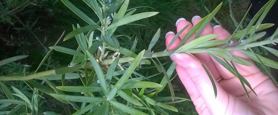 Podocarpus macrophyllus var. maki