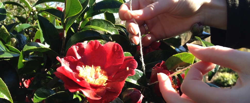 Camellia Japonica Harry Cave