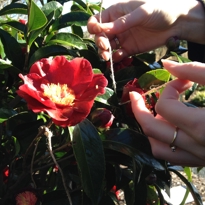 Camellia Japonica Harry Cave