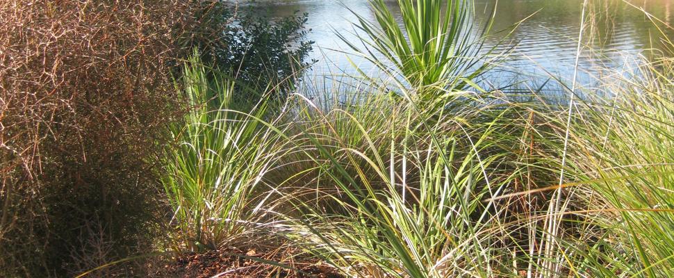 Riparian planting at the Gardens