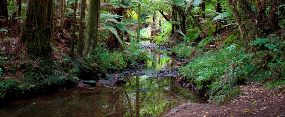 Puhinui Stream runs through our native forest