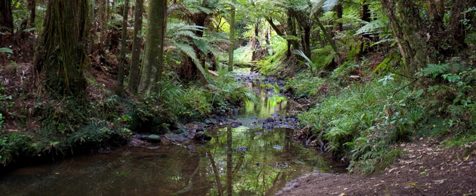 Puhinui Stream runs through our native forest