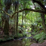 Puhinui Stream runs through our native forest