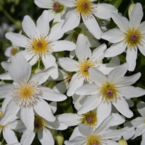 Clematis paniculata