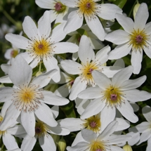 Clematis paniculata