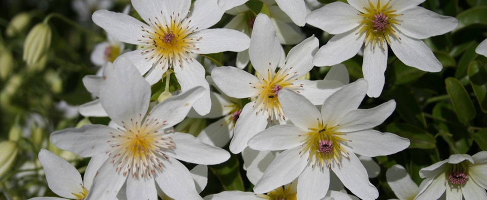 Clematis paniculata