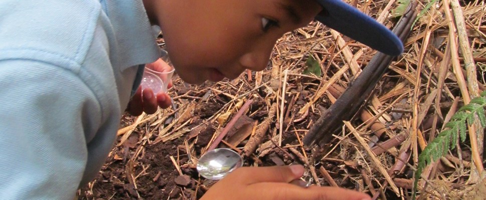 Inspecting invertebrates