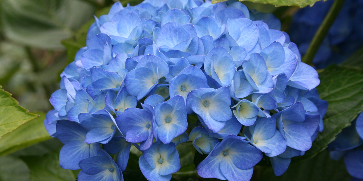 Blue Hydrangea in Spring Blossom Valley