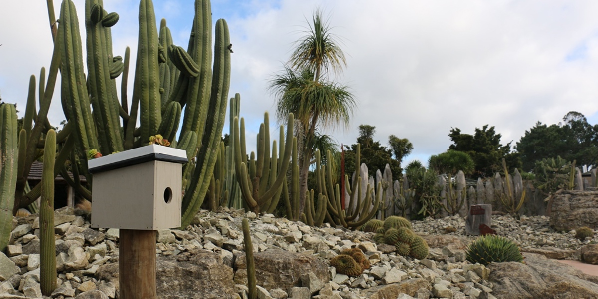 The dry desert, Potter Children's Garden