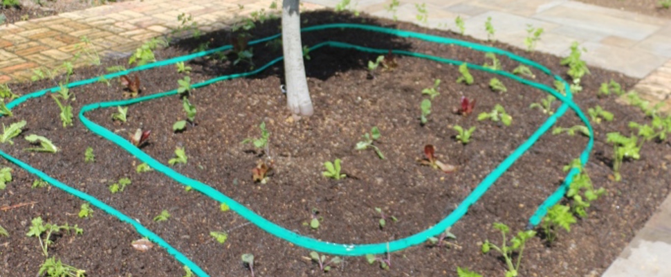 Culinary Courtyard in our Edible Garden