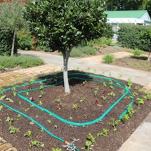 Culinary Courtyard in our Edible Garden