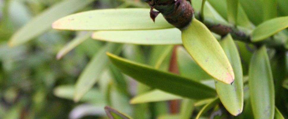 Agathis australis, kauri