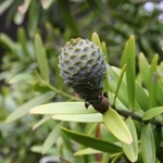 Agathis australis, kauri