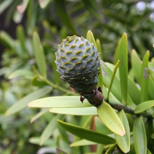 Community Control of Kauri Dieback: Tiaki Kauri image