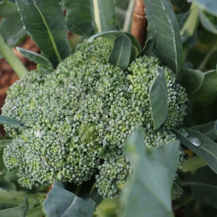Broccoli trial garden