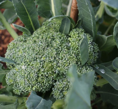 Broccoli trial garden
