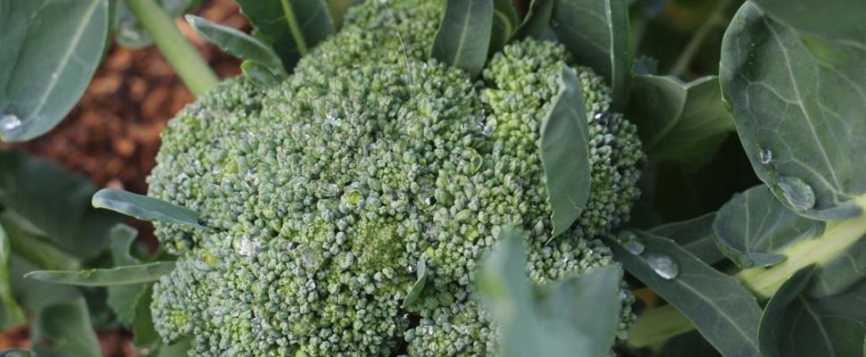 Broccoli trial garden