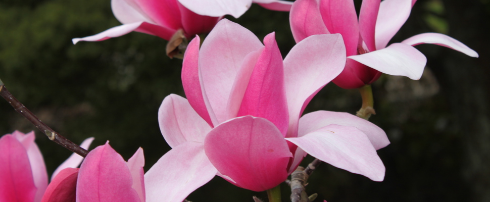 Magnolia 'Grant David'