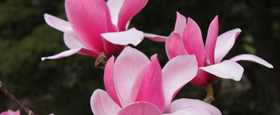 Magnolia 'Grant David'