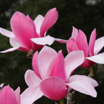 Magnolia 'Grant David'