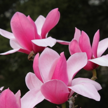 Magnolia 'Grant David'