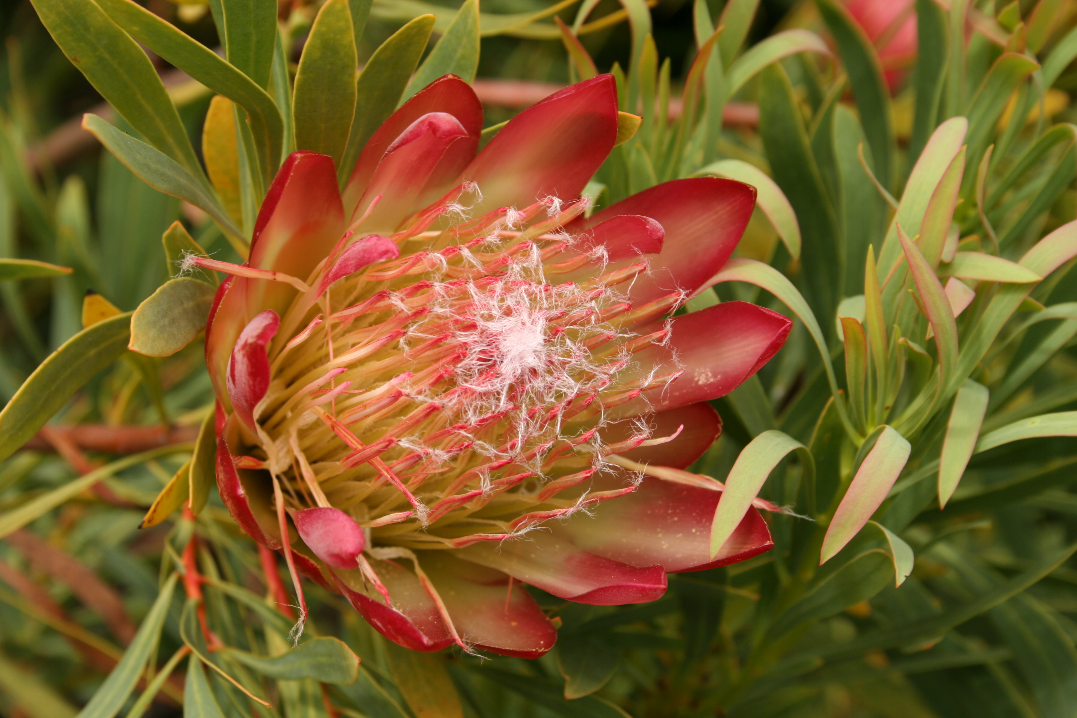 Protea 'Clarks Red'