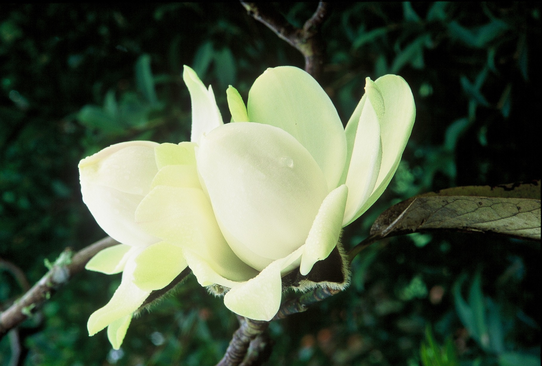 Magnolia campbellii 'Alba'
