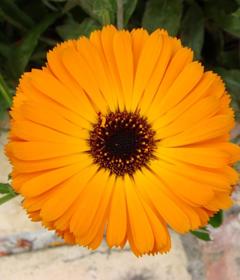 Calendula officinalis
