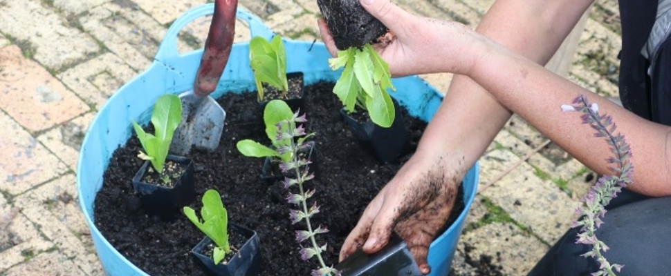 Crops in pots